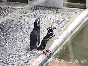 池田動物園のペンギン