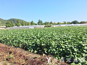 岡山大学農場の芋掘り